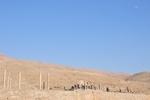 Persepolis