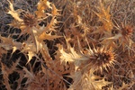 ir0_0536.jpg