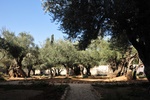 The Garden of Gethsemeny