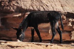 jor_2456.jpg