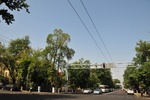Trees line most of Almaty's streets