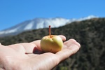 Tasty wild apple