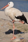 tur_1067.jpg