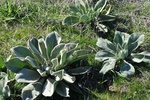 tur_1190.jpg