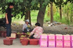 Grape sellers line the roads