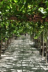 Grape Valley