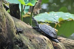 jp0_5830.jpg