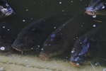 jp0_5833.jpg