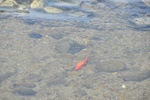 jp0_5951.jpg