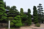 jp0_5953.jpg