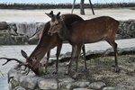 Sacred deer roam freely on the island