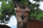 jp0_6038.jpg