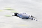 jp0_6174.jpg