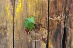 jp0_6200.jpg