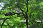jp0_6313.jpg