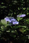 jp0_6326.jpg