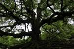 jp0_6385.jpg