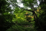 jp0_6589.jpg