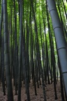 jp0_6620.jpg