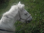 My trusty, if somewhat independant-minded, steed