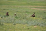 You see a lot of hawks in Mongolia