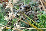 Locust