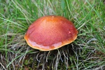 mon_8823.jpg