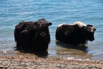 Yak!