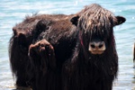 Yak!