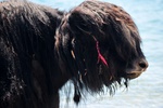 Yak!