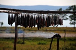 Smoking fish