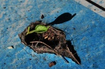 A hole in the ger floor hosts a tiny plant
