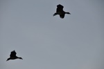 nt1_5721__122_.jpg