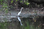A Great Egret searching for breakfast