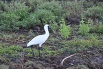 Spoonbill Heron
