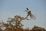 nt1_5721__200_.jpg