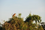 nt1_5721__203_.jpg