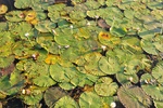 nt1_5721__230_.jpg