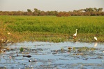 nt1_5721__233_.jpg