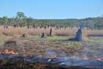 Back burning at The Magnetic Termite Mounds