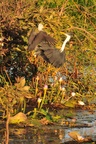 nt1_5721__250_.jpg