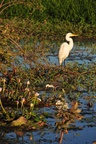 nt1_5721__265_.jpg