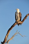 nt1_5721__285_.jpg