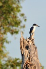 nt1_5721__353_.jpg