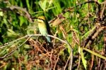 Bee Eater