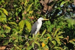nt1_5721__389_.jpg