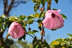nt1_5721__42_.jpg