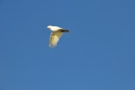 nt1_5721__491_.jpg
