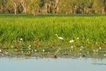 nt1_5721__496_.jpg