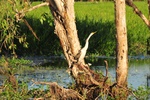 nt1_5721__509_.jpg